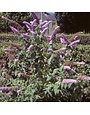Butterfly Bush, Buddleia davidii 'Buddaplav' Dapper® Lavender 5G