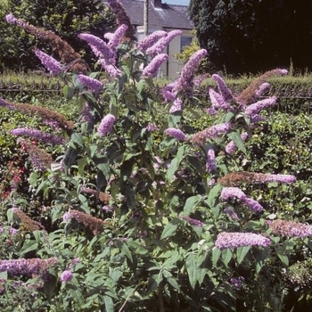Butterfly Bush, Buddleia davidii 'Buddaplav' Dapper® Lavender 5G