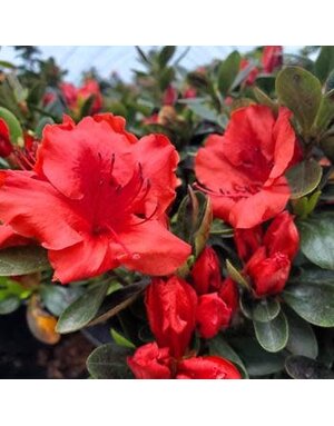 Azalea, Rhododendron 'Girard's Crimson' (Red) 1G