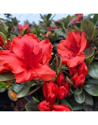 Azalea, Rhododendron 'Girard's Crimson' (Red) 1G