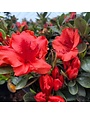 Azalea, Rhododendron 'Girard's Crimson' (Red) 1G