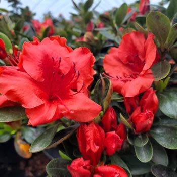 Azalea, Rhododendron 'Girard's Crimson' (Red) 1G