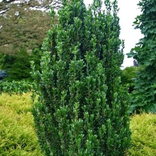 Holly, Ilex crenata 'Sky Pencil' 3G