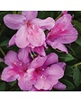 Azalea, Rhododendron indicum 'Formosa' (Purple) 1G