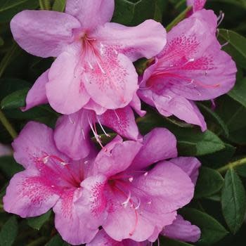 Azalea, Rhododendron indicum 'Formosa' (Purple) 3G