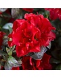 Azalea, Rhododendron 'Roblez' Encore® Autumn Fire® (Red) 1G