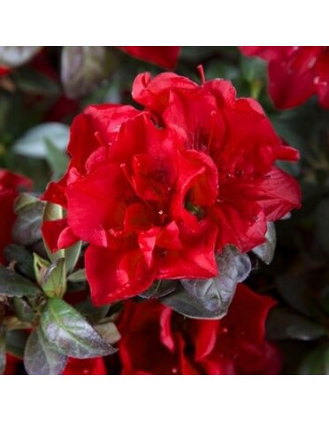 Azalea, Rhododendron 'Roblez' Encore® Autumn Fire® (Red) 3G