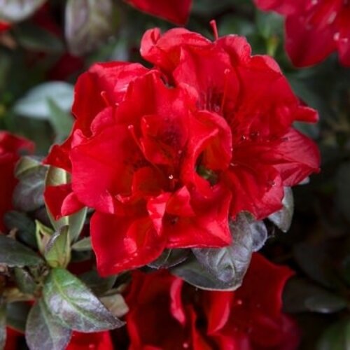 Azalea, Rhododendron 'Roblez' EncoreÂ® Autumn FireÂ® (Red) 3G