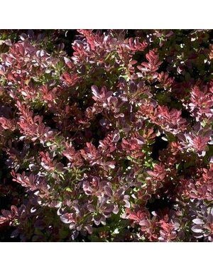 Crimson Pygmy Dwarf Japanese Barberry