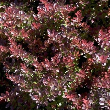 Crimson Pygmy Dwarf Japanese Barberry