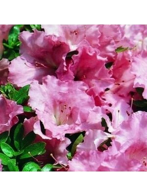 Azalea, Rhododendron 'Gumpo Pink' (Pink) 5G