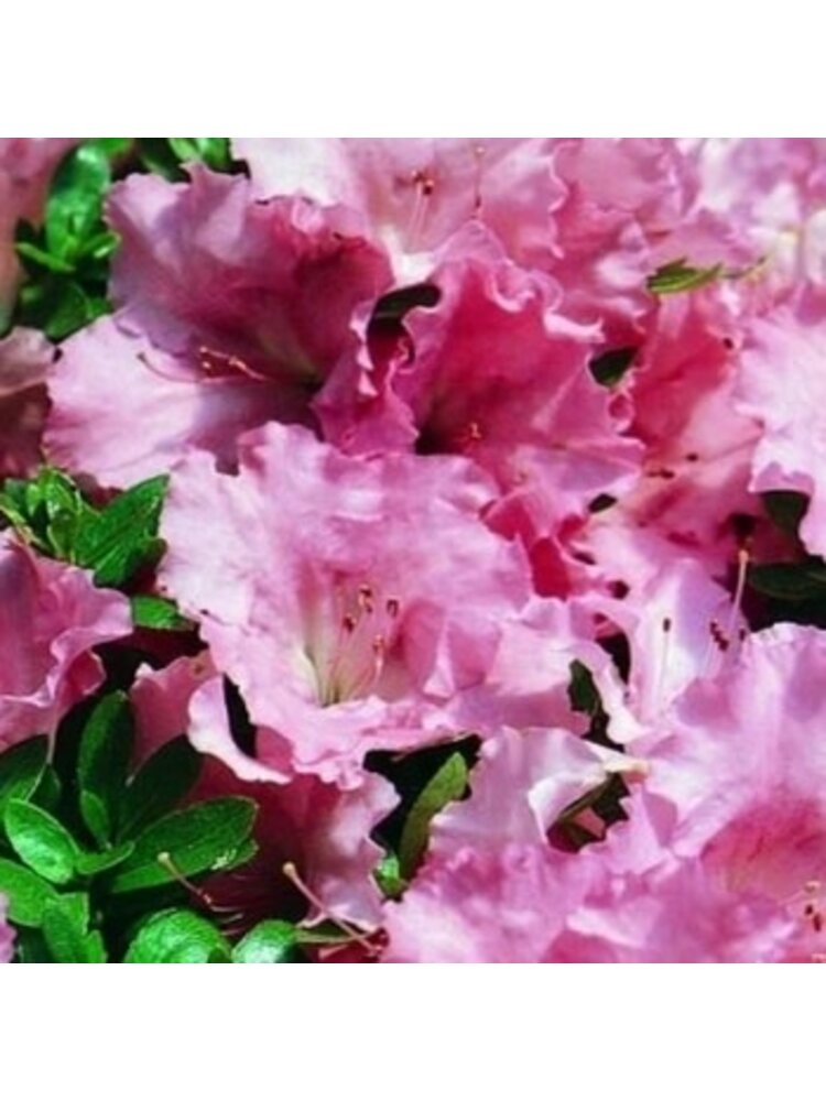 Azalea, Rhododendron 'Gumpo Pink' (Pink) 5G