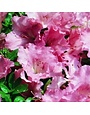 Azalea, Rhododendron 'Gumpo Pink' (Pink) 5G