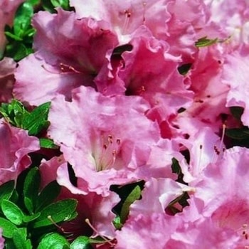 Azalea, Rhododendron 'Gumpo Pink' (Pink) 5G