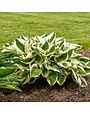 Hosta, Hosta 'Patriot' 1G