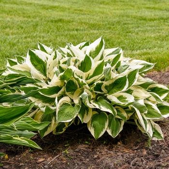 Hosta, Hosta 'Patriot' 1G
