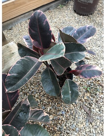 Fig, Ficus elastica 'Tineke' Rubber Plant (Houseplant) 1G