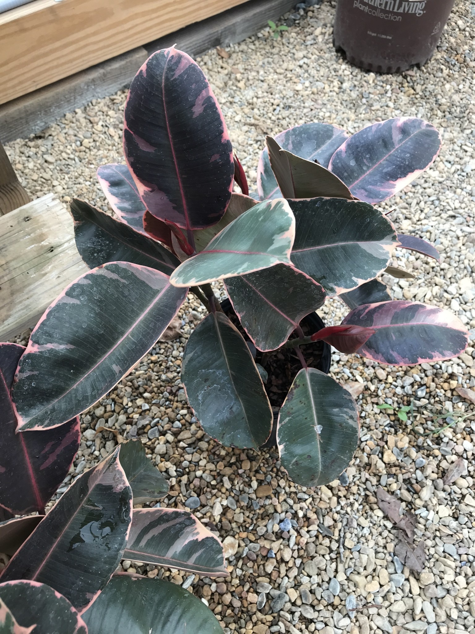 Fig, Ficus elastica 'Tineke' Rubber Plant (Houseplant) 1G