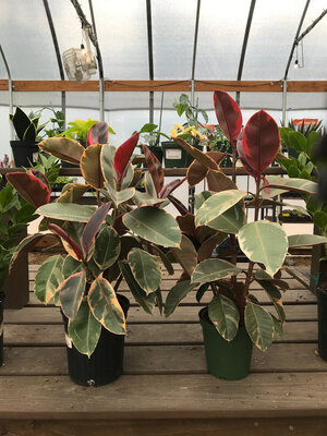 Fig, Ficus elastica 'Tineke' Rubber Plant (Houseplant) 6"