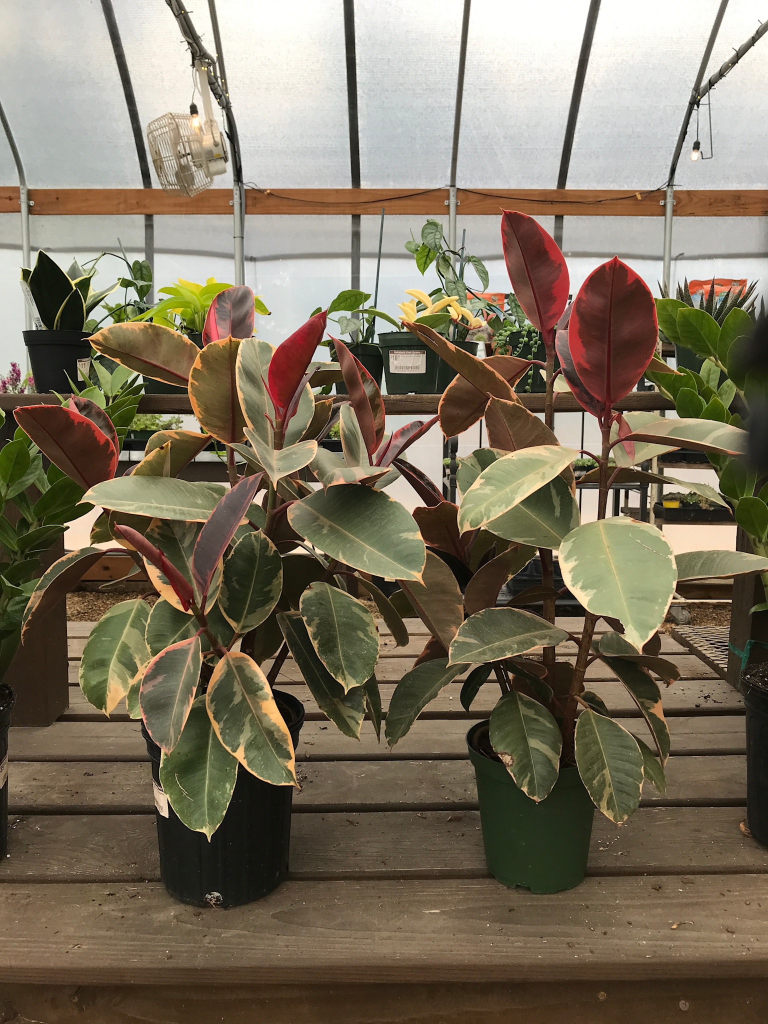 Fig, Ficus elastica 'Tineke' Rubber Plant (Houseplant) 1G