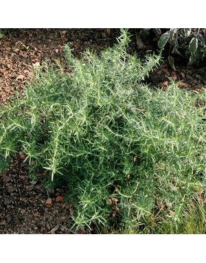 Rosemary, Salvia rosmarinus 'Prostrata' 4"