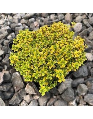 Thyme, Thymus citriodorus ‘Archer’s Gold’ 4"
