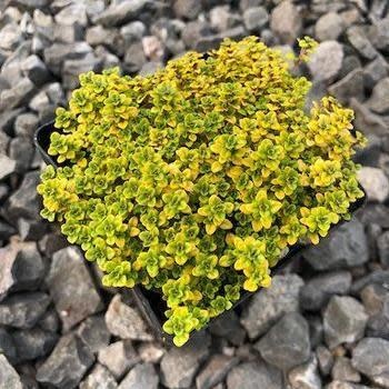 Thyme, Thymus citriodorus ‘Archer’s Gold’ 4"