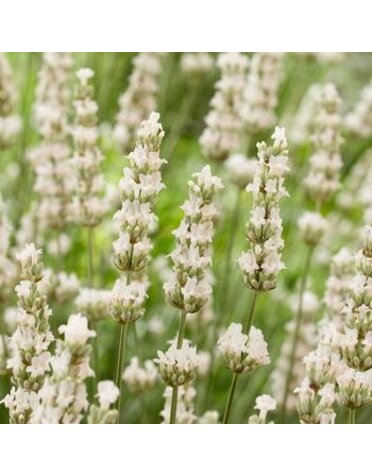 Lavender, Lavandula x intermedia 'Exceptional' 'Hillav' 4Q