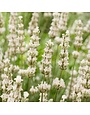 Lavender, Lavandula x intermedia 'Exceptional' 'Hillav' 4Q