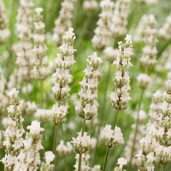 Lavender, Lavandula x intermedia 'Exceptional' 'Hillav' 4Q