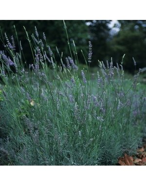 Lavender, Lavandula x intermedia 'Provence' 4"