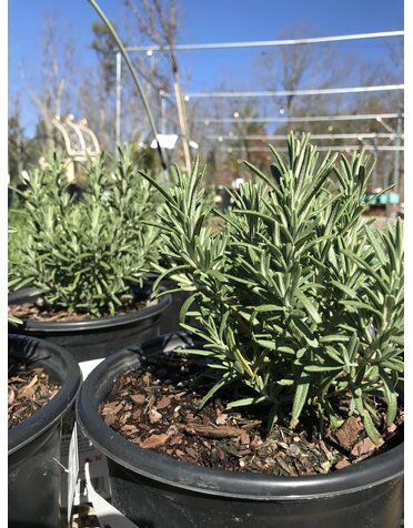 Rosmarinus officinalis 'Arp'