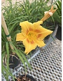 Daylily, Hemerocallis 'Stella de Oro' 1G
