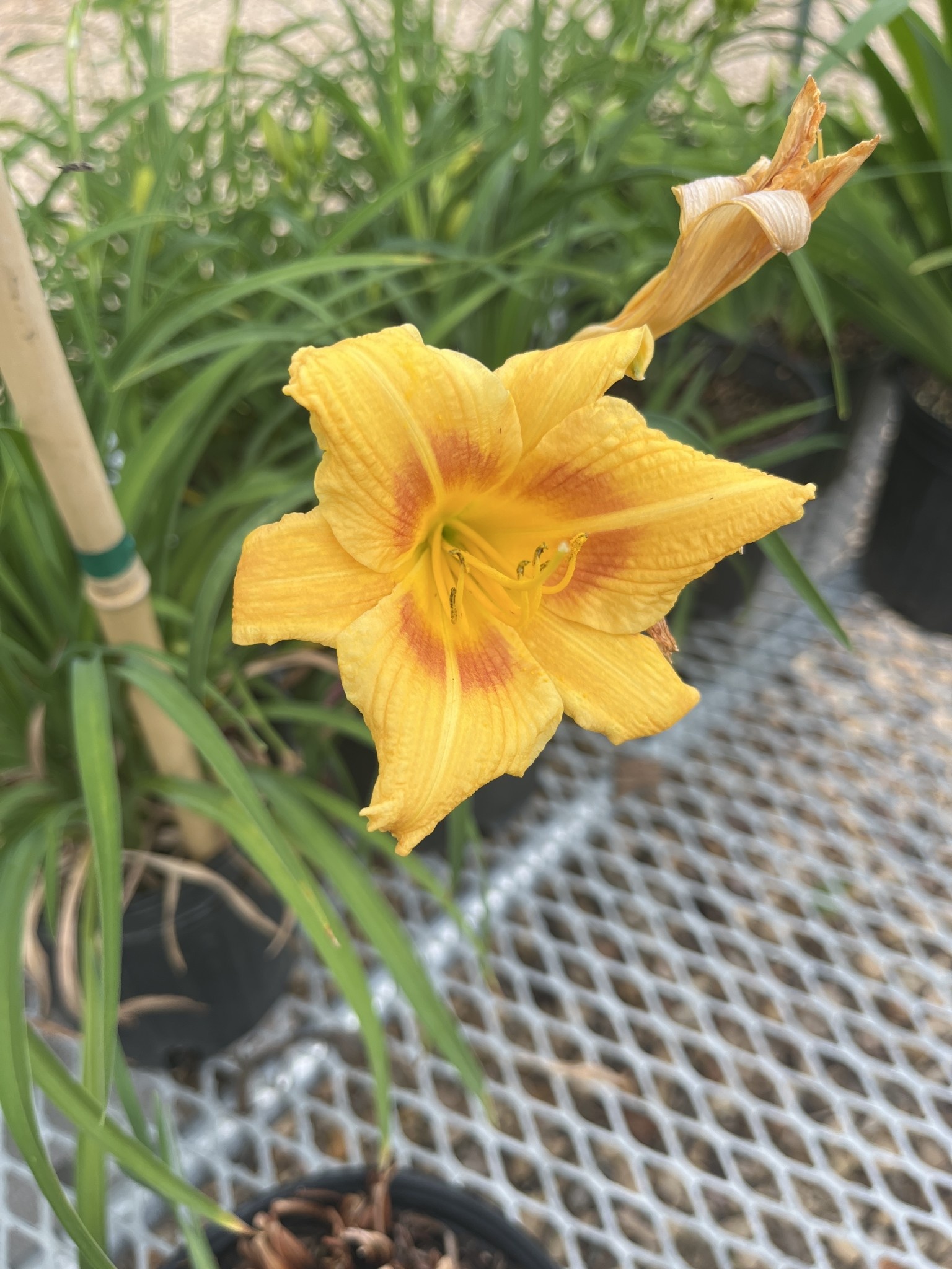 Daylily, Hemerocallis 'Stella de Oro' 1G