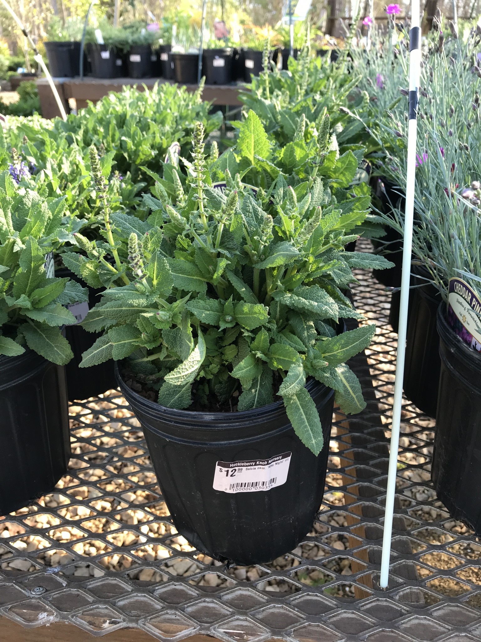 Sage, Salvia nemorosa 'Mainacht' 'May Night' (Meadow) 1G