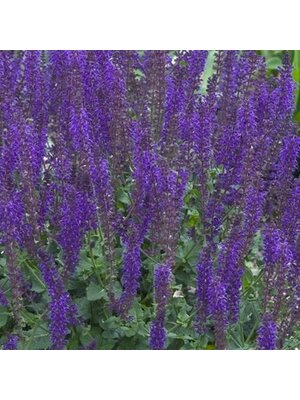 Sage, Salvia nemorosa 'Mainacht' 'May Night' (Meadow) 1G