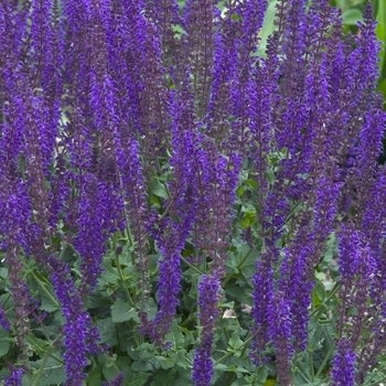 Sage, Salvia nemorosa 'Mainacht' 'May Night' (Meadow) 1G