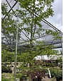 Redwood, Metasequoia glyptostroboides 'Dawn Redwood' 25G