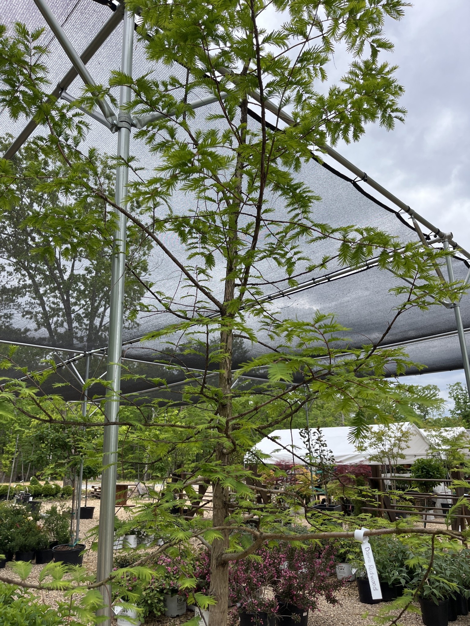 Redwood, Metasequoia glyptostroboides 'Dawn Redwood' 25G