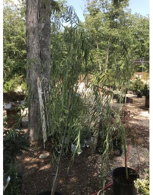 Willow, Salix babylonica 'Weeping Willow' 15G