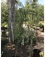 Willow, Salix babylonica 'Weeping Willow' 15G