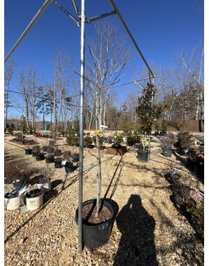 Dogwood, Cornus x 'Rutban' Aurora® 10G