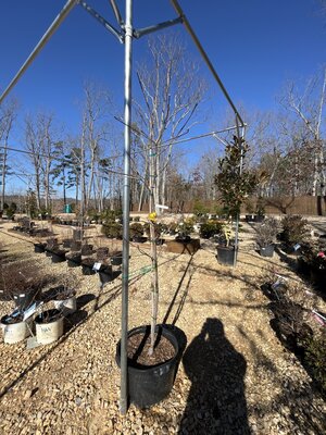 Dogwood, Cornus x 'Rutban' AuroraÂ® 10G