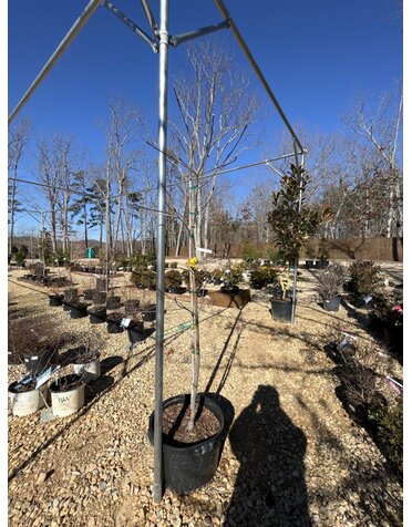 Dogwood, Cornus x 'Rutban' Aurora® 10G