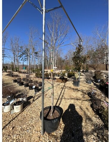 Dogwood, Cornus x 'Rutban' AuroraÂ® 10G