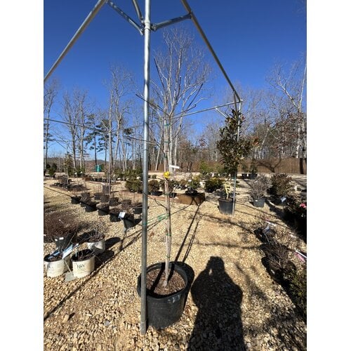 Dogwood, Cornus x 'Rutban' AuroraÂ® 10G