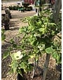 Dogwood, Cornus x 'Rutban' Aurora® 10G
