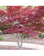 Maple, Japanese, Acer palmatum 'Bloodgood' 10G