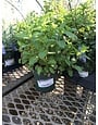 Mint, Mentha × villosa 'Mojito' 4"