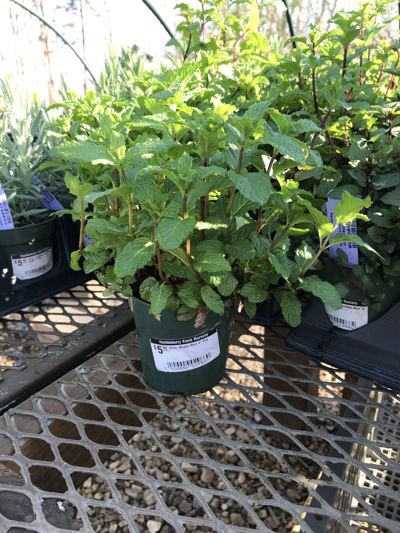 Mint, Mentha × villosa 'Mojito' 4"